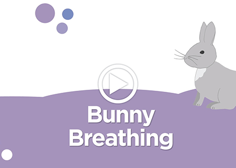 Video Play image of bunny breathing