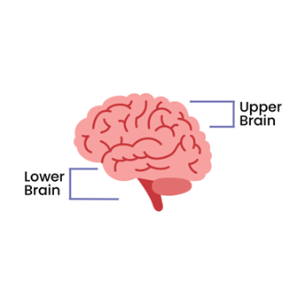 Diagram of upper and lower brain - Sanford fit