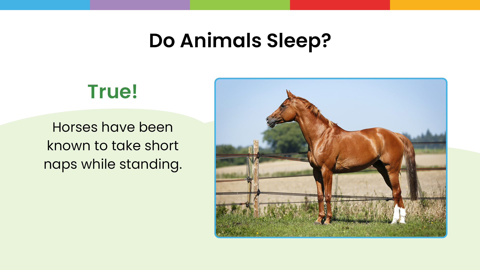 Enough Sleep slideshow - Grades K5 - Facts about horses sleep with a horse - Sanford fit