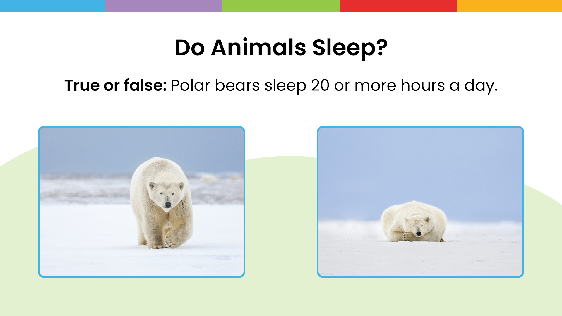 Enough Sleep slideshow - Grades K5 - Polar bears with a question on the slide - Sanford fit