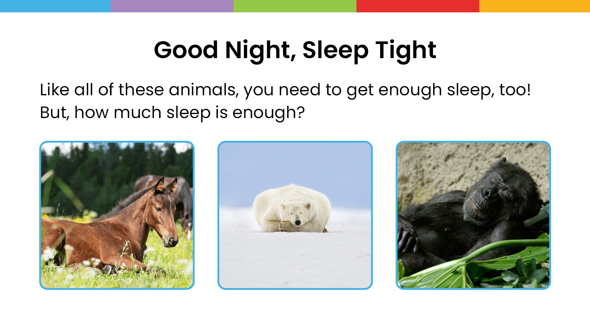 Enough Sleep slideshow - Grades K5 - Facts and images about animal and human sleep - Sanford fit