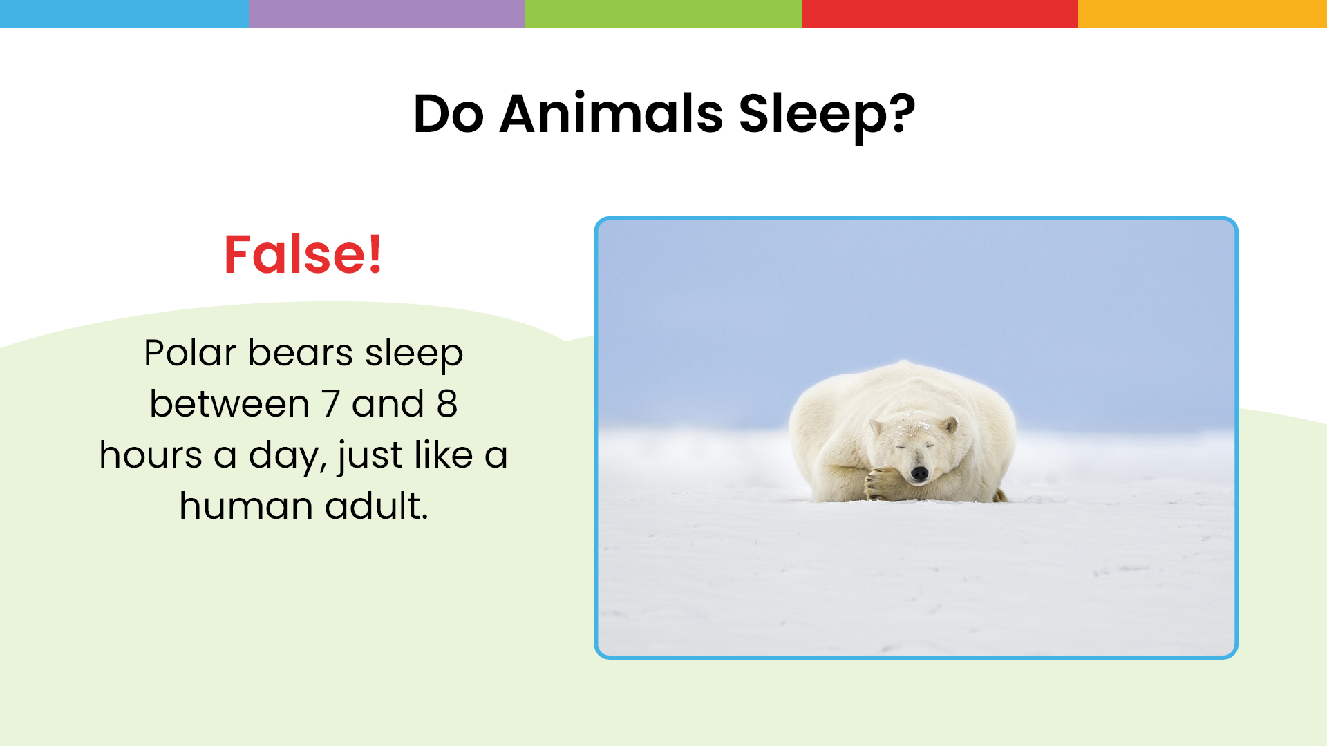 Enough Sleep slideshow - Grades K5 - Polar bear with a fact about sleep habits - Sanford fit